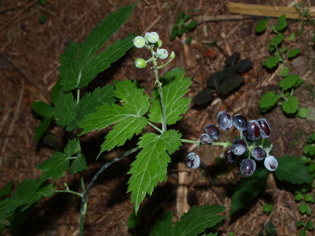 Actaea spicata / Barba di capra